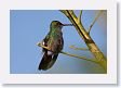 Arenal - 30 * Rufous-tailed Hummingbird * Rufous-tailed Hummingbird
